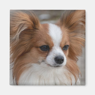 Imán Perro de Papillon amigable