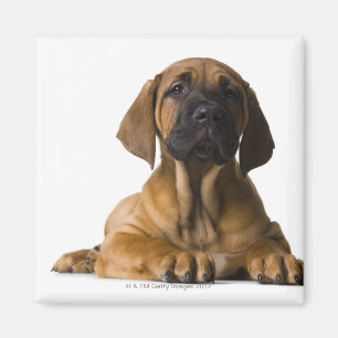 Imán Perro de perrito