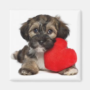 Imán Perro de perrito de Havanese de la tarjeta del dí