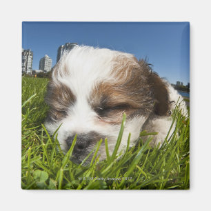 Imán Perro de perrito lindo en el parque, Vancouver,