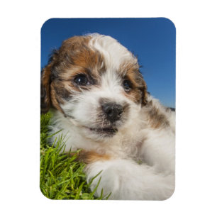 Imán Perro de perrito lindo (Shitzu)