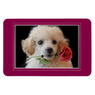 Imán Perro de perro de perro de perro de juguete 4x6 de