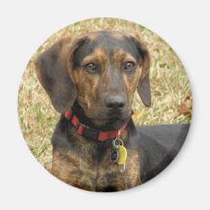Imán Perro de Plott