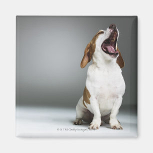 Imán Perro de raza mixta bostezando