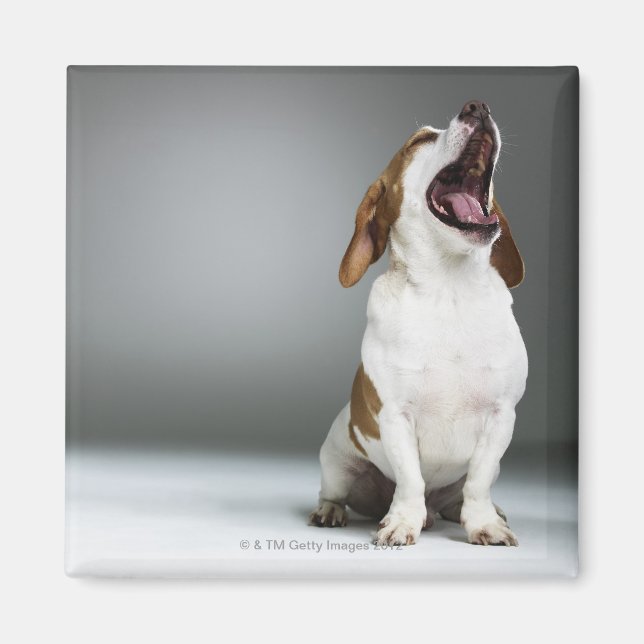 Imán Perro de raza mixta bostezando (Frente)