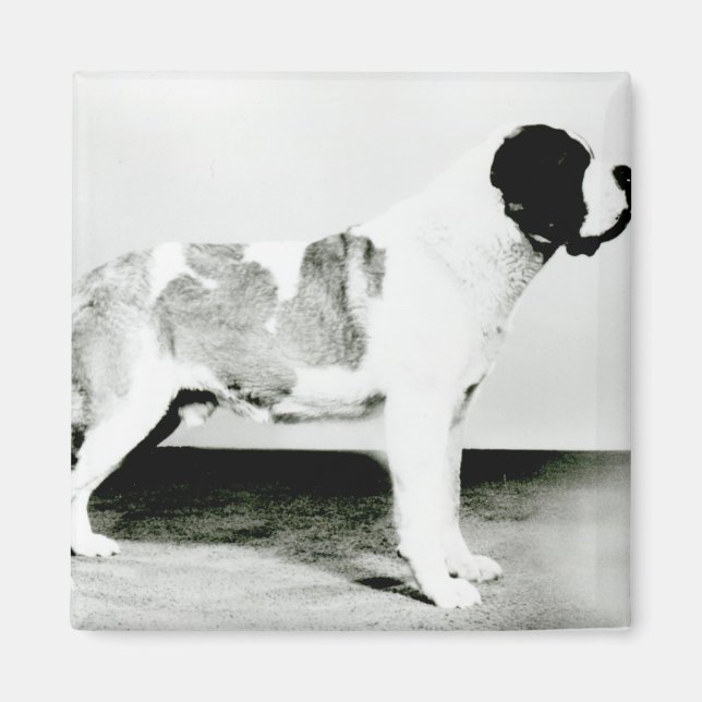 Imán Perro de San Bernardo (Frente)