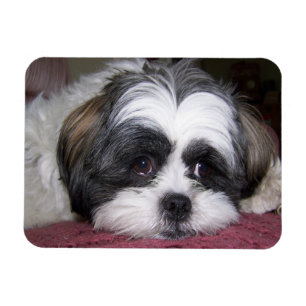 Imán Perro de Shih Tzu