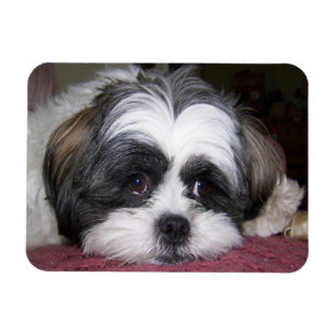 Imán Perro de Shih Tzu