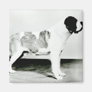 Imán Perro de St Bernard