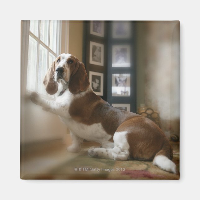 Imán Perro de ventana (Frente)
