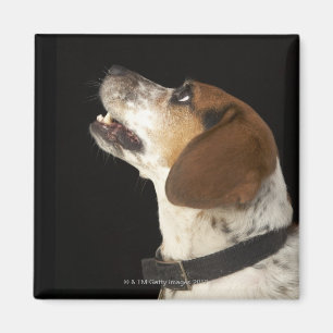 Imán Perro del beagle con perfil negro del cuello
