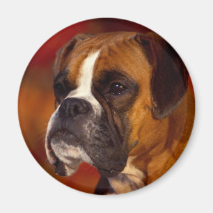 Imán Perro del boxeador