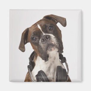 Imán perro del boxeador con los auriculares