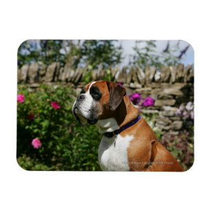 Imán Perro del boxeador en las flores