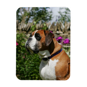 Imán Perro del boxeador en las flores