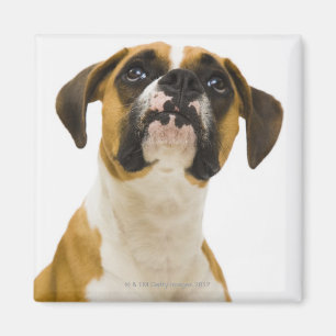 Imán Perro del boxeador que mira para arriba