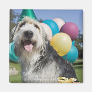 Imán Perro del cumpleaños