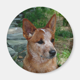Imán Perro del ganado