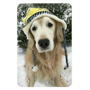 Imán Perro del golden retriever con el gorra lindo en