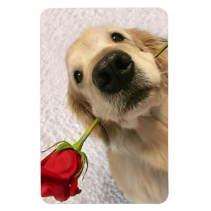Imán Perro del golden retriever con el rosa rojo