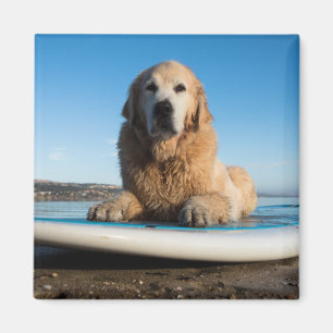 Imán Perro del golden retriever que pone en un tablero
