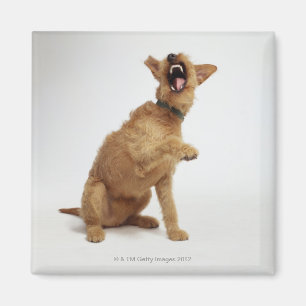 Imán Perro del gruñido