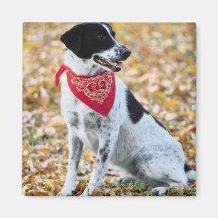 Imán Perro del otoño