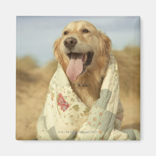 Imán Perro del retrato en la playa debajo del edredón.