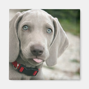 Imán Perro divertido pegando la lengua hacia fuera foto