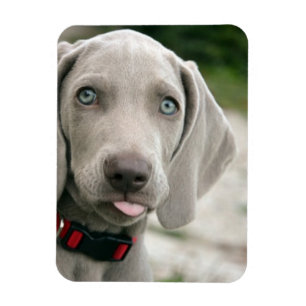 Imán Perro divertido pegando la lengua hacia fuera foto