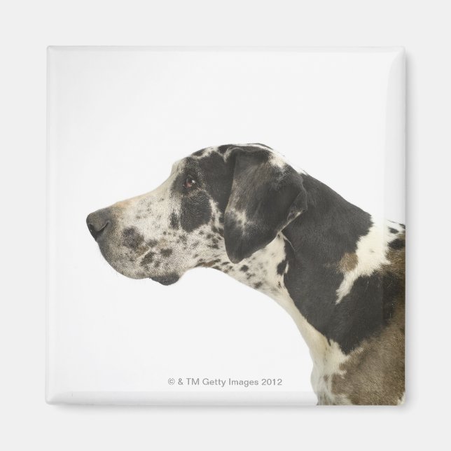 Imán Perro en blanco 11 (Frente)