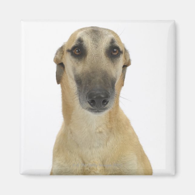 Imán Perro en blanco 41 (Frente)