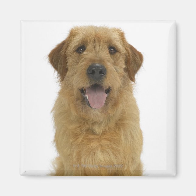 Imán Perro en blanco 44 (Frente)