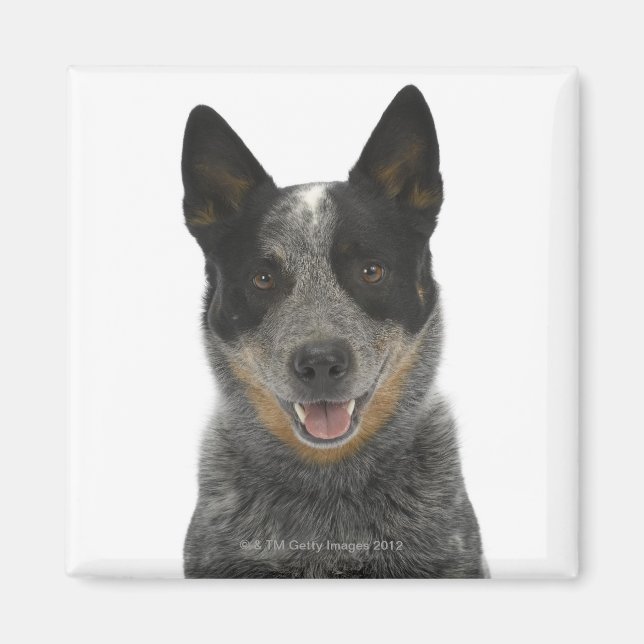 Imán Perro en blanco 5 (Frente)