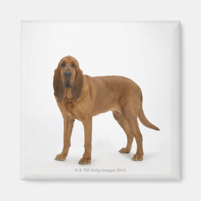 Imán Perro en blanco 97 (Frente)