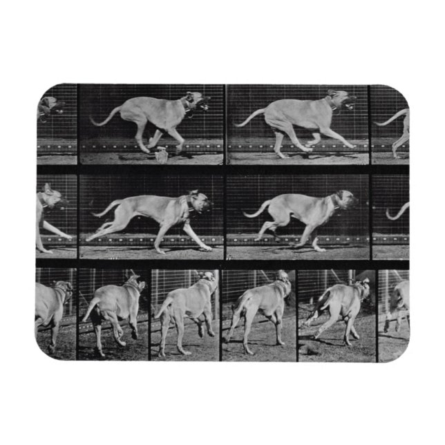 Imán Perro en circulación, placa 707 de "Locomoción ani (Horizontal)