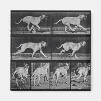 Perro en circulación, placa 707 de "Locomoción ani