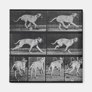 Imán Perro en circulación, placa 707 de "Locomoción ani