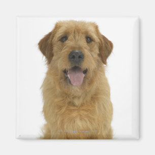 Imán Perro en el blanco 44