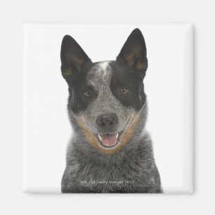 Imán Perro en el blanco 5