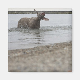 Imán Perro en el lago que sacude del agua