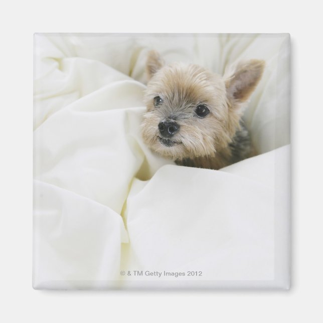 Imán Perro en la cama (Frente)