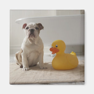 Imán Perro en la estera con el pato plástico