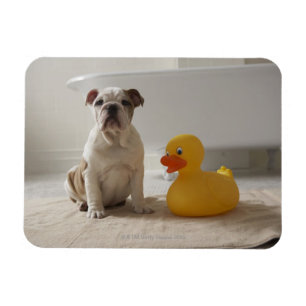 Imán Perro en la estera con el pato plástico