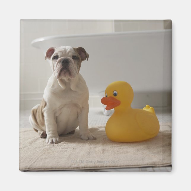 Imán Perro en la estera con pato de plástico (Frente)