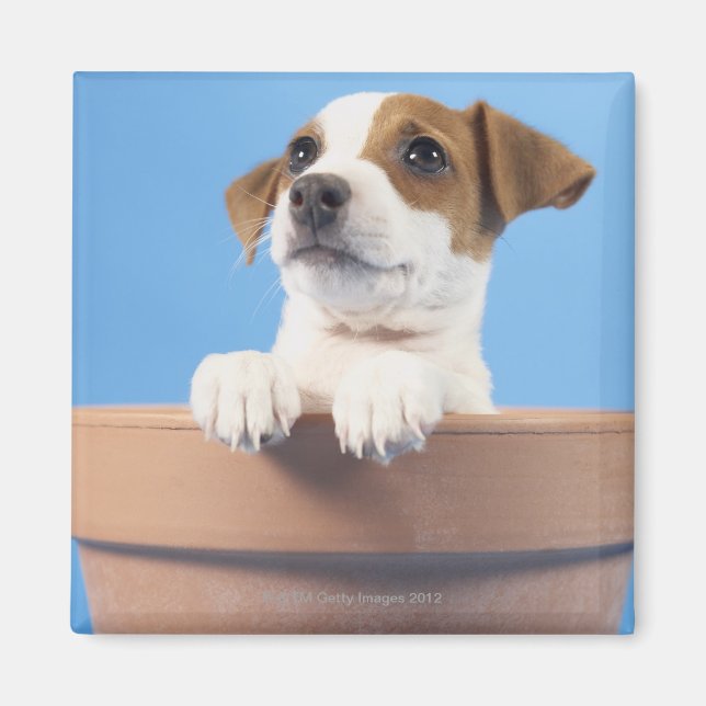 Imán Perro en la orilla (Frente)