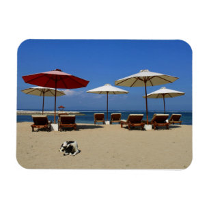 Imán Perro en la playa