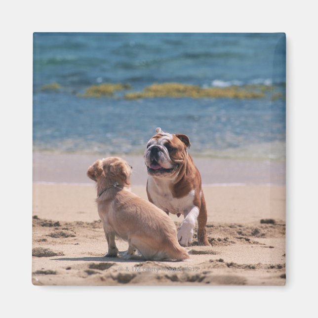 Imán Perro en la playa de Sandy (Frente)
