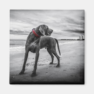 Imán Perro en la playa Foto en blanco y negro con colla