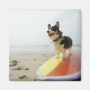 Imán Perro en la tabla hawaiana